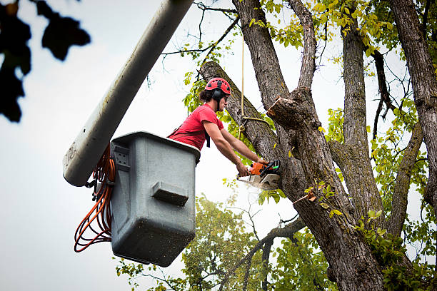 Best Professional Tree Care  in Clinton, AR